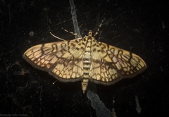 Haritalodes obliqualis