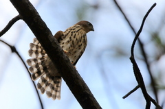 Accipiter minullus