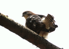 Accipiter minullus