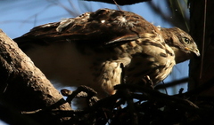 Accipiter minullus