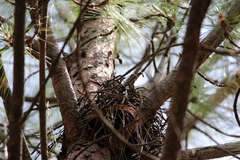 Accipiter minullus