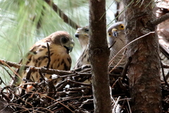Accipiter minullus
