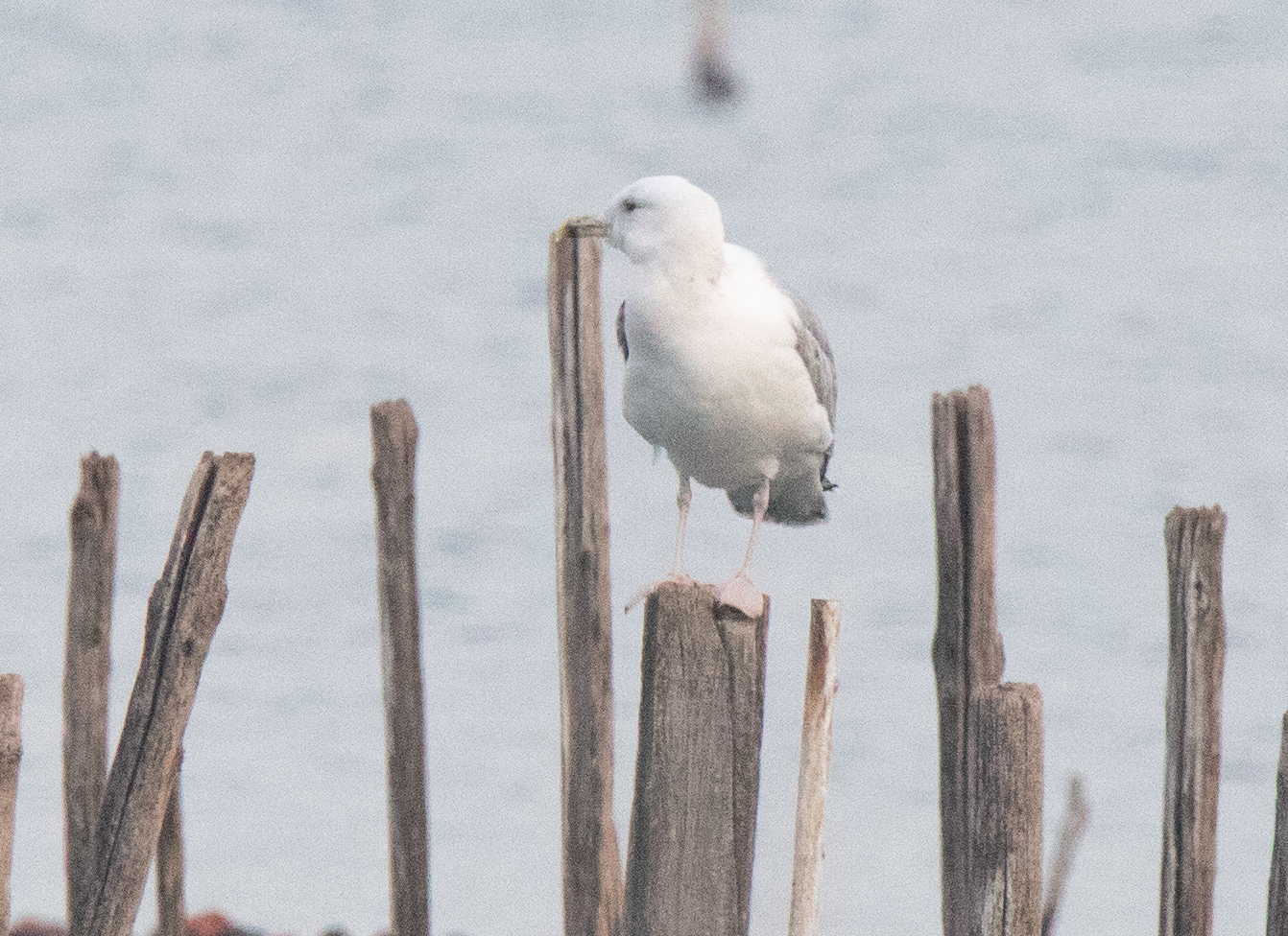 Caspian Gull