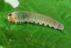 Empria pallimacula