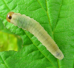 Empria pallimacula