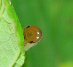 Empria pallimacula