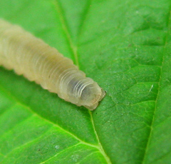 Empria pallimacula