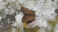Junonia lemonias aenaria