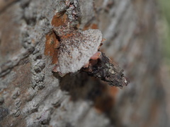 Striglocyrbasia meguae