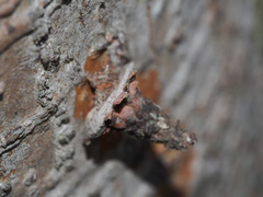 Striglocyrbasia meguae