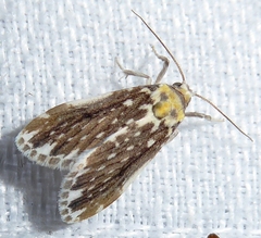 Pseudoadites frigida