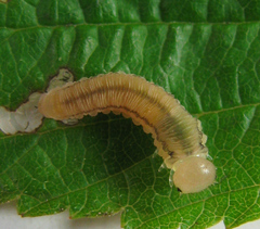 Empria pallimacula