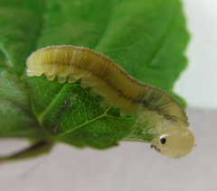 Empria pallimacula