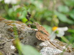 Junonia lemonias aenaria