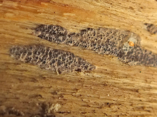 Representative image of Nemania