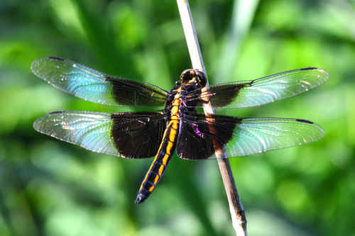 Widow Skimmer, photo 8 of 8