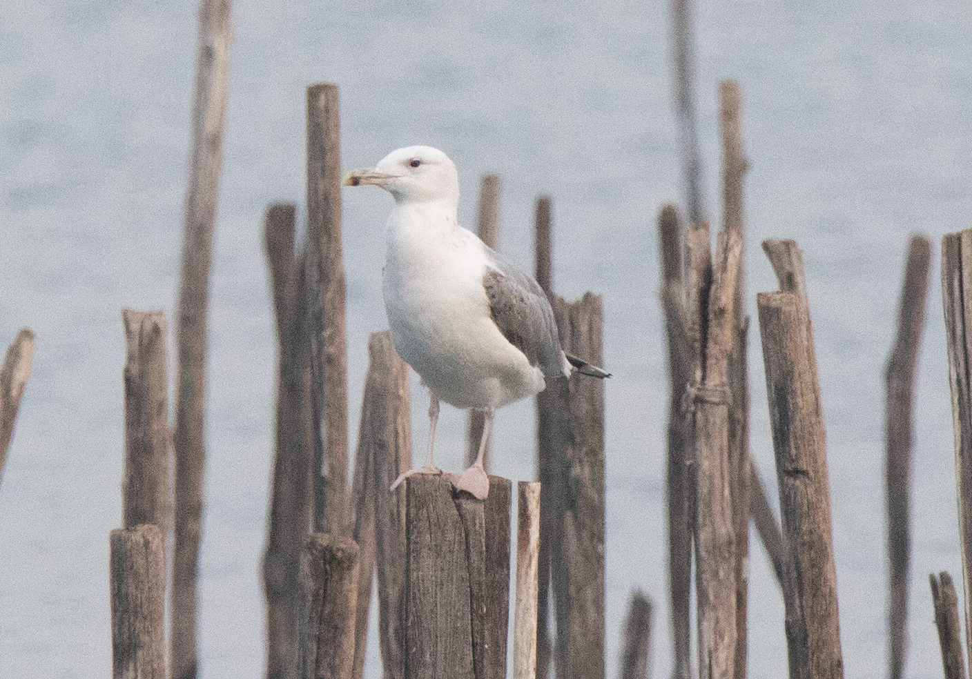 Caspian Gull