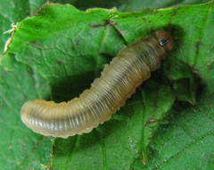 Empria pallimacula