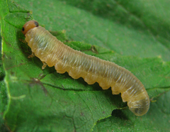 Empria pallimacula