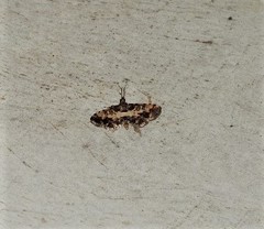 Nacoleia amphicedalis