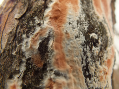 Gloeoporus taxicola image