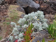 Helichrysum obconicum image