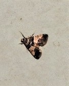 Nacoleia mesochlora