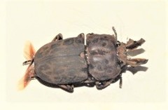 Ryssonotus nebulosus