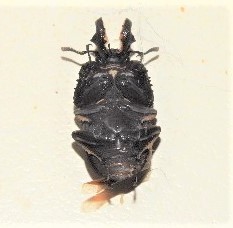 Ryssonotus nebulosus