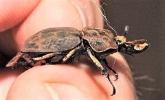Ryssonotus nebulosus