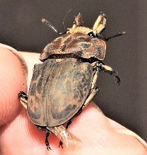Ryssonotus nebulosus