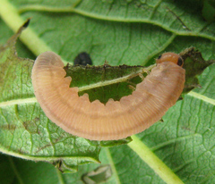 Empria pallimacula