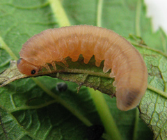 Empria pallimacula