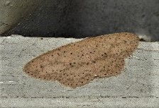 Cyclophora turneri