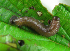 Empria pallimacula