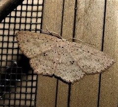 Cyclophora turneri