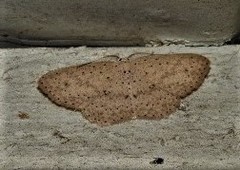 Cyclophora turneri