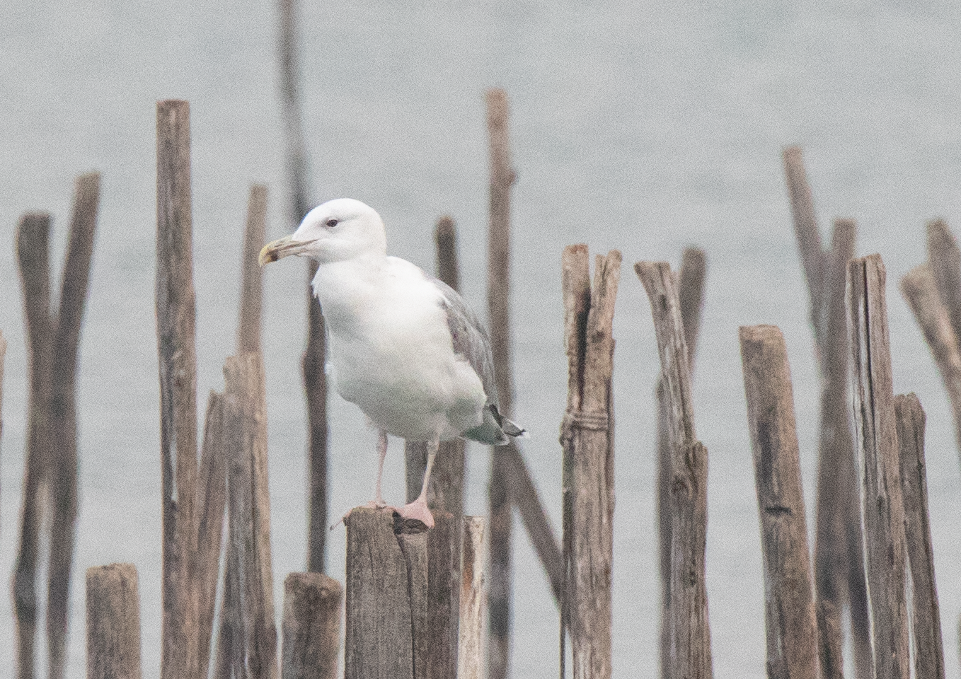 Caspian Gull