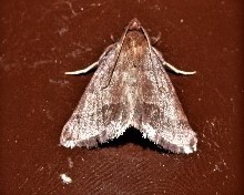 Endotricha pyrosalis