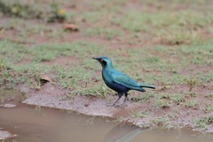 Lamprotornis chloropterus