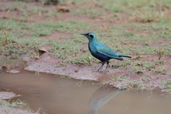 Lamprotornis chloropterus
