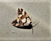 Thallarcha staurocola