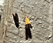 Crocanthes micradelpha