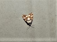 Thallarcha staurocola