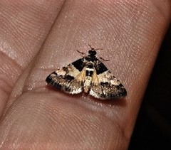Nacoleia mesochlora