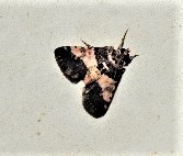 Nacoleia mesochlora