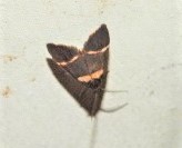 Thallarcha phalarota