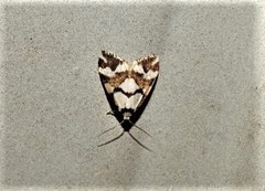 Thallarcha staurocola