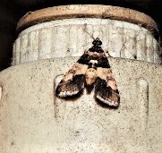 Nacoleia mesochlora