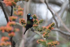 Chalcomitra rubescens